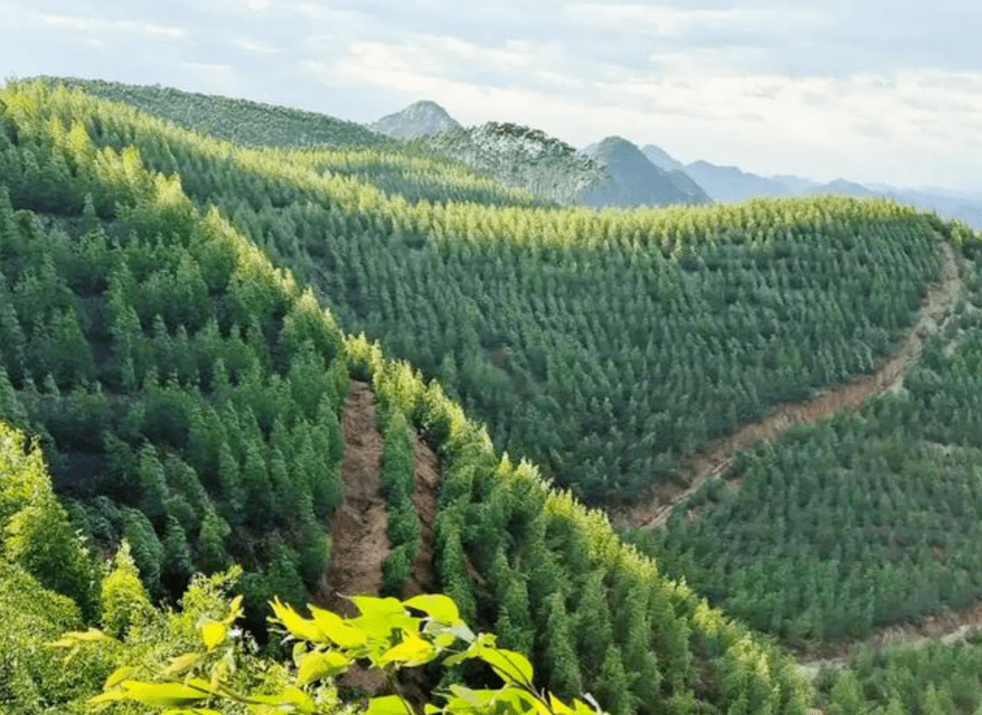 KU体育木材生产第一金太阳大省广西森林面积223亿亩300多亿棵树(图1)