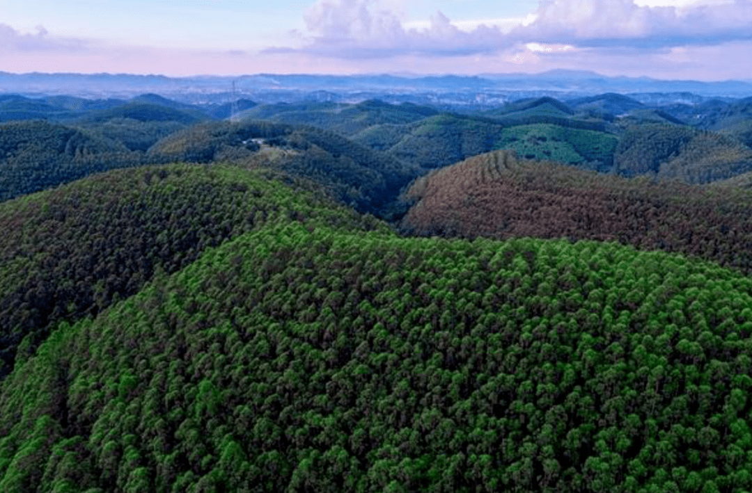 KU体育木材生产第一金太阳大省广西森林面积223亿亩300多亿棵树(图2)