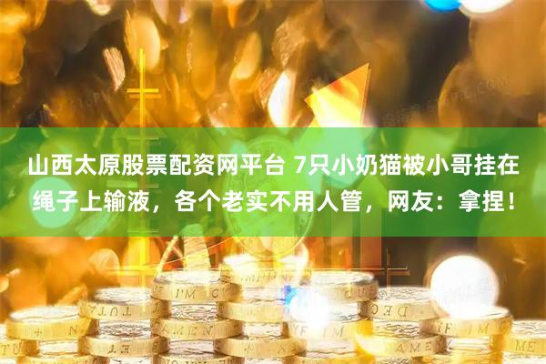 山西太原股票配资网平台 7只小奶猫被小哥挂在绳子上输液，各个老实不用人管，网友：拿捏！